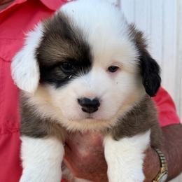 Ruby - Red Collar Male - Sable male Pembroke Welsh Corgi puppy in Victoria, Texas from Clear Creek Corgis