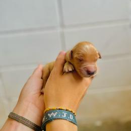 Pickles - Dark golden male Golden Retriever puppy in Magnolia, Mississippi from Magnolia Farm