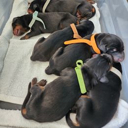 Doberman Pinscher Puppies from 7220 Doberman