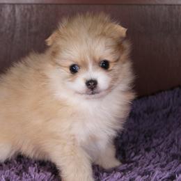 AKC Mochi - Orange sable female Pomeranian puppy in Albany, Indiana from Hatz Off Puppies