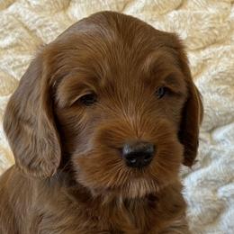 Cockapoos and Goldendoodles from Cockadoodle Poo Puppies
