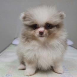 Rocky - Chocolate merle male Pomeranian puppy in Smithville, Texas from Lafary Poms