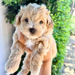 Green (Bruno) - Apricot male Maltipoo puppy in San Diego, California from Amanda Tsoi - Golden Maltipoo Pups