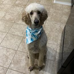 Bernedoodles, Goldendoodles, and Poodles from Davidson Poodle & Doodle Farm