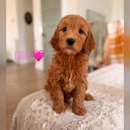 Cruz - Apricot female Goldendoodle puppy in Glendale, Arizona from Follow Your Bliss Doodles