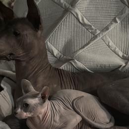 Cane Corso and Xoloitzcuintli from Naked nobles kennel