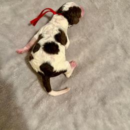 Cinnamon - Parti female Poodle puppy in Piqua, Kansas from Legacy Farms Standard Poodles