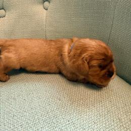 Blue male puppy - Ruby male Cavalier King Charles Spaniel puppy in Texas from Meyer's Cavalier