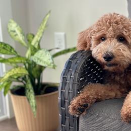 Goldendoodles from Oxfordshire Goldendoodles