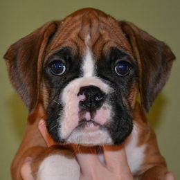 Boxer Puppies from Quinney’s Boxers