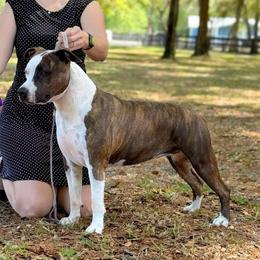Mary - American Staffordshire Terrier