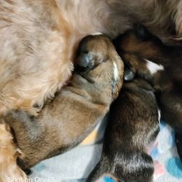 Shih Tzu Puppies from Starrynight Shih Tzu