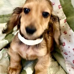 Primo - Cream male Dachshund puppy in Clearwater, Florida from MacLEdaux