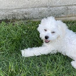Maltese and Shih Tzus from Bayview Pups