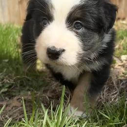 Pam - Black tri female Miniature Australian Shepherd puppy in Bethany, Illinois from Rachel at Marrowbone Creek Aussies