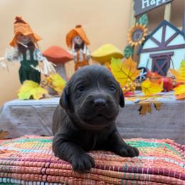 Yellow - Chocolate female Labrador Retriever puppy in Heath Springs, South Carolina from Rich Hill Retrievers