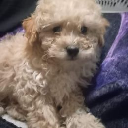 Poodle Puppies from Pawsome Poodles