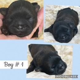 Jacob - Black and tan male Shih Tzu puppy in Claremont, California from Lovable Shih Tzus