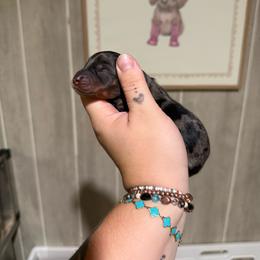 Shimmer - Dapple female Dachshund puppy in Maidsville, West Virginia from L&B Lowriders