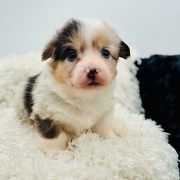 Cranberry-Mint collar male - Blue merle and white male American Corgi puppy in Benjamin, Utah from Nuna’s  Corgis