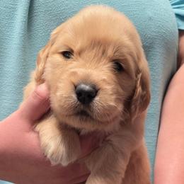 Red - Golden female Golden Retriever puppy in Taylor Ridge, Illinois from Salata Goldens