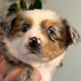 Marie - Blue merle female Miniature Australian Shepherd puppy in Myakka City, Florida from Gable A Aussies