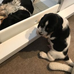 Basset Hound Puppies from Silverado Basset Hounds