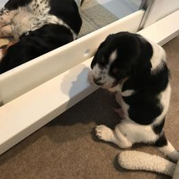 Basset Hound Puppies from Silverado Basset Hounds