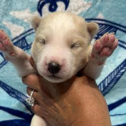 AKC Limestone - White male Siberian Husky puppy in Centreville, Maryland from Huskies By the Bay