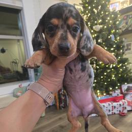 Carly - Dapple female Dachshund puppy in Berry, Alabama from Whisper Gray