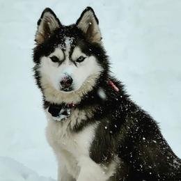 Annie - Pomsky