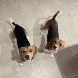 Beagles from Dior & Gunner's beagle adventure