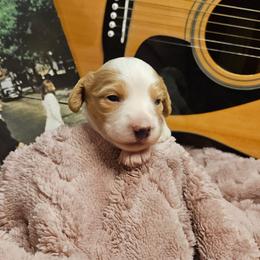 Penny Lane - Piebald female Dachshund puppy in Pocasset, Massachusetts from Dachs of the Bay