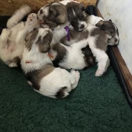Miniature Schnauzer Puppies from Circle R Ranch