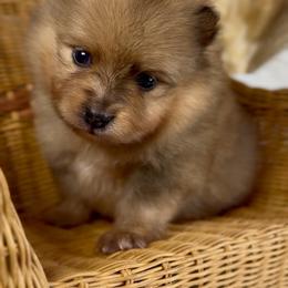 Skipper - Orange sable male Pomeranian puppy in Eden, North Carolina from Whippoorwill Pomeranians