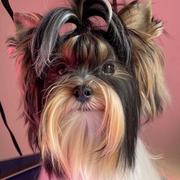 Biewer Terrier and Yorkshire Terrier Puppies from Yorkie Town California