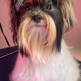 Biewer Terrier and Yorkshire Terrier Puppies from Yorkie Town California