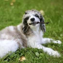 Bordoodle, Goldendoodle, and Poodle Puppies from Pacific Northwest Doodles