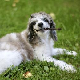Bordoodle, Goldendoodle, and Poodle Puppies from Pacific Northwest Doodles