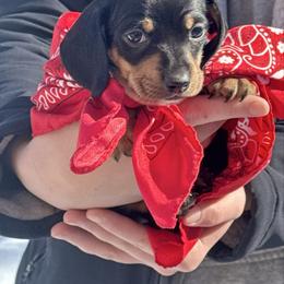 Martini - Black and cream female Dachshund puppy in Ackerly, Texas from Silver Dach Farms