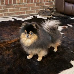 Snoop - Pomeranian
