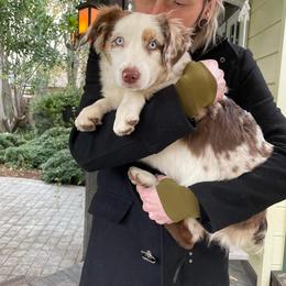 Miniature American Shepherds from HeartSong Australian Shepherds