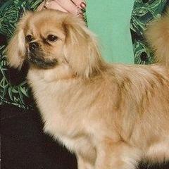 Tibetan Spaniels from Westview Tibetan Spaniels