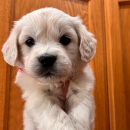 Red (3700) - Light golden female Golden Retriever puppy in Pahrump, Nevada from Southern Nevada Goldens