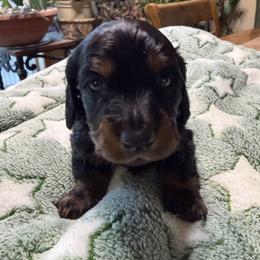 Male 3 - Black and tan male Dachshund puppy in Delta, Colorado from Weinderful Dachshunds