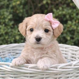 Daisy - Apricot female Goldendoodle puppy in Hendersonville, Tennessee from Ben's Best Buddy Goldendoodles