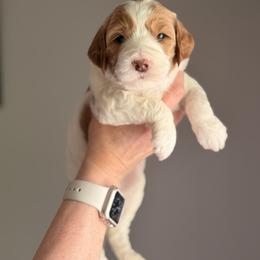 Goldendoodle Puppies from King Family Doodles