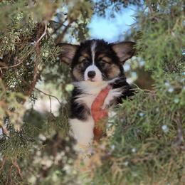 Fern - Black and tan male Pembroke Welsh Corgi puppy in Montague, California from Shasta Valley Pembrokes