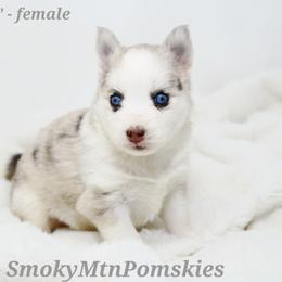 Lucy - Merle female Pomsky puppy in Christiana, Tennessee from Smoky Mountain Pomskies