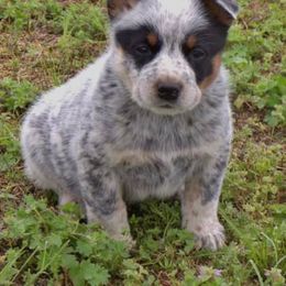 Australian Cattle Dog Puppies from 4 Hills Cattle Dogs